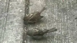 La verdadera naturaleza. Parte 6: El verdadero despertar.