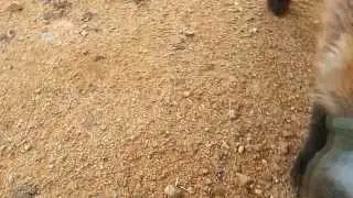 Лисенок сам подошел к охотникам за помощью