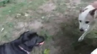 Leader Dog at Play