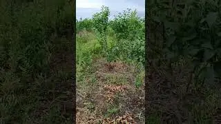 ниваки