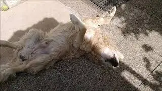 Elderly Golden Retriever assumes his 