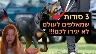 איך לאלף כלב ?! - 3 כללים שכל בעל כלב חייב לדעת