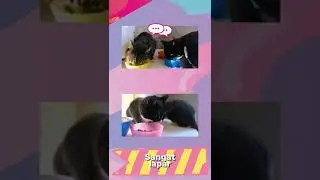 KUCING SEDANG MAKAN