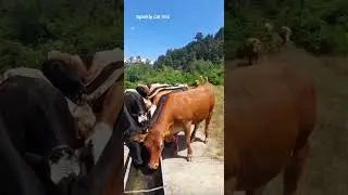 Thirsty Cows