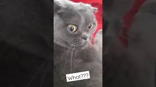 Don't disturb the cat🐈 не буди кота 🐱 