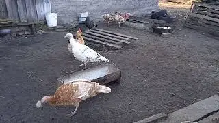 Индюки любят капусту