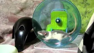 Щуня мастер колеса