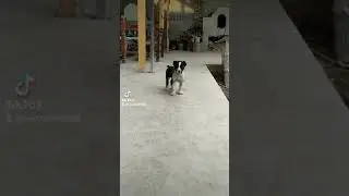 Алабай на дрессировке