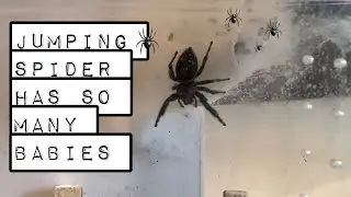 Jumping spider has spider babies!