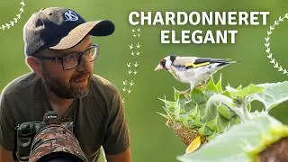 Le CHARDONNERET ELEGANT : Un Passereau Haut en couleur #oiseaux #photography