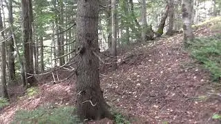 Прогулка с ружьём вдоль уклонов водотока, август 2024г.