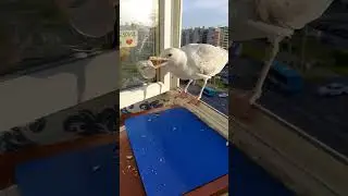 Что творит этот пельмень?!