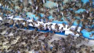 Бродячий пчелиный рой заходит в ловушку. Очень красивое и завораживающее зрелище.2015 год