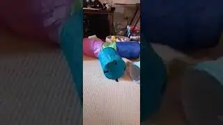 Kitten silliness