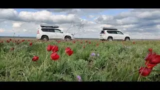 Степи, пески и тюльпаны. Все это  - Калмыкия 2022!