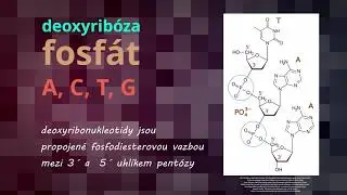 #chemierychle - DNA