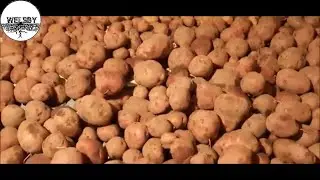 Planting Harvesting and Storing Potatoes