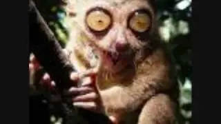 Funny Animals