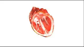 GCSE Heart Structure in TWO Minutes (and seven seconds)