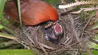 Cardinal Rule - Keep It Clean FYV