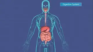 The Digestive System: Its Parts and Functions. A short lesson on what happens to your food? 7.L.3B.2