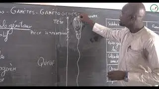 Cours - Terminale - SVT : Organes reproducteurs -  Gamètes - Gamètogenése / Appareils génitaux