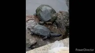 Animals lovers janvaro ka Priya man