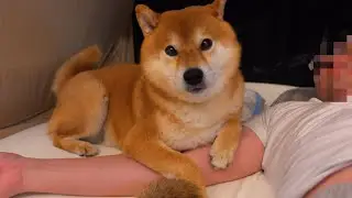 室内キャンプをしたら柴犬のある動きに涙が止まらない。