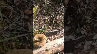 Подберезовики в осеннем лесу, ЯНАО #природа #лето #янао #лес #forest  #russia #грибы #mushrooms