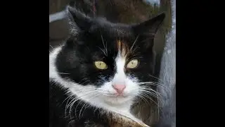 КИС-КИС МЯУ!