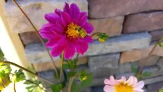 Bumblebee takeoff in slow motion