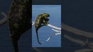 Didn’t know chameleons were crazy like that #shorts 🫣