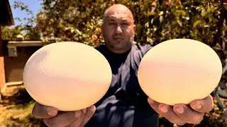 GIANT OSTRICH EGG ON THE SADJ! Delicious Recipe!