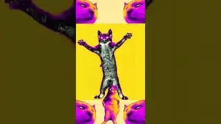 диско-котики.mp4