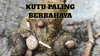 KUTU ANJING BERSARANG PADA HEWAN TAK BERBULU.