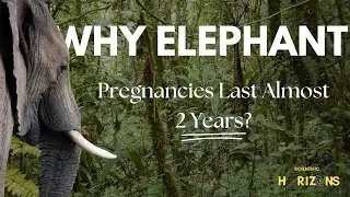 Why do elephant pregnancies last almost 2 years?