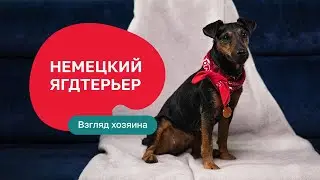Немецкий ягдтерьер – все о породе, плюсы и минусы — шоу «Ожидание/реальность»