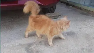 KUCING | BERMAIN BERSAMA KUCING