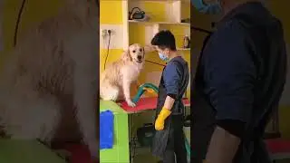 #dog