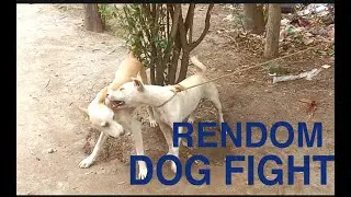 Dogs fight random two dogs cute fight #dog #fight