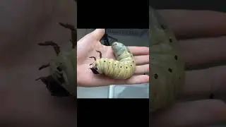 Что это? Что это за тварь я нашел в лесу?