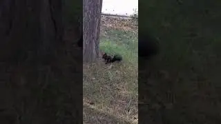 Черныша заели комары