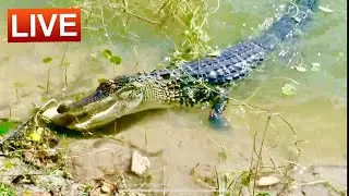 BALIQ OVIGA BORIB , KROKODILGA DUCH KELDIK , ORLANDO FLORIDA