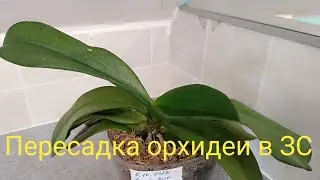 Стимулирующая к цветению пересадка орхидеи🌺