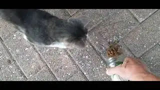 #кошки
