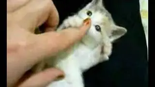 Small Cute Kitten