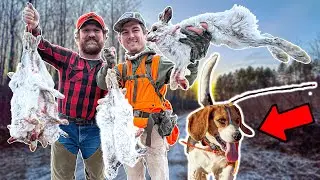 SNOWSHOE HARE Hunting w/ BEAGLES - Wisconsin Public Land