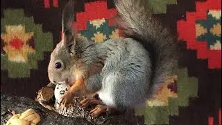 Белка съела сырое яйцо 😳 #animals #shorts