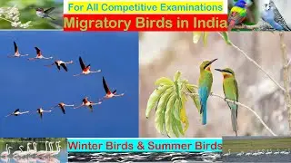 Migratory Birds in India | List of Migratory Birds in India | Summer Birds | Winter Birds