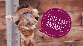 Cute Baby Animals Compilation (Animales lindos) милые животные